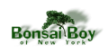 Bonsai Boy of New York US